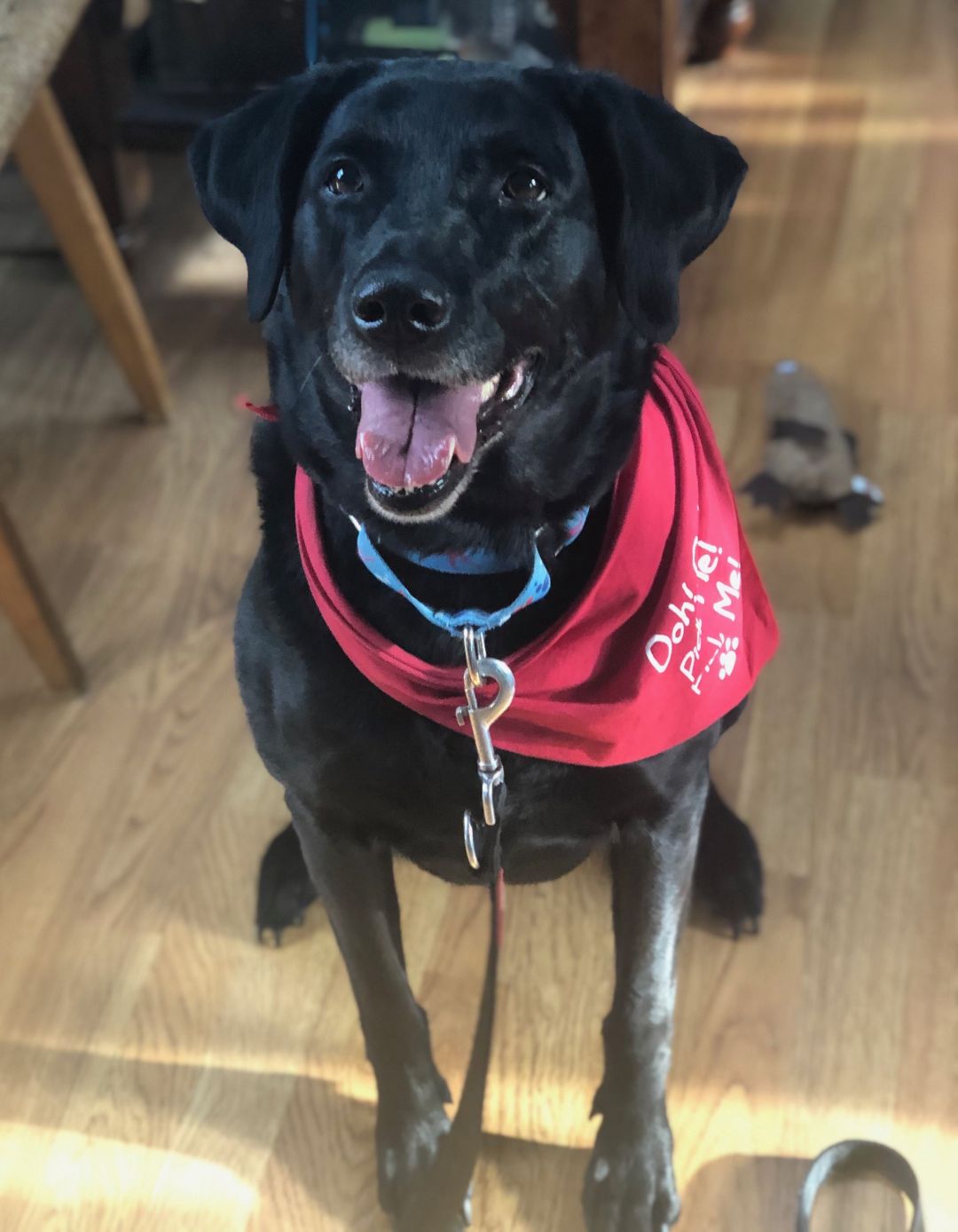 Giving beautiful dog called Jasmine for adoption
